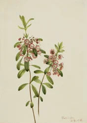 Lambkill Kalmia angustifolia