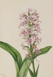 Grote paarse franje orchidee (Habenaria grandiflora)