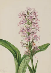 Grote paarse franje-orchidee (Habenaria grandiflora)