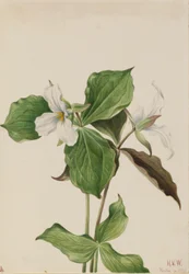 Grote witte Trillium (Trillium grandiflorum)