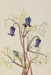 Lederbloem (Clematis hirsutissima)