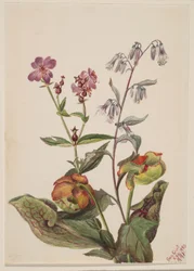 Weideschoonheid (Rhexia virginica), ratelslangrat (Nabalus albus), bekerplant (Sarracenia purpurea)