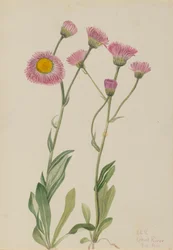 Weide Vlooienkruid Erigeron speciosus, 1920