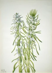 Mijnwerkerskaars (Oreocarya virgata)