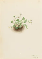 Mistmaagd (Romanzoffia sitchensis)