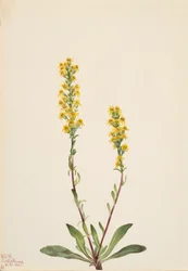 Bergguldenroede Solidago oreophila, 1921