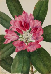 Bergroosje (Rhododendron catawbiense)