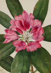 Bergroos Rhododendron catawbiense, 1932