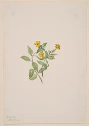Muskusbloem (Mimulus moschatus)