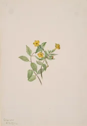 Muskusbloem Mimulus moschatus