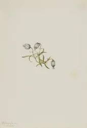 Knikkerkampioen (Lychnis apetala)