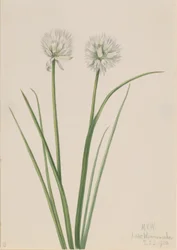 Noordelijke ui (Allium sibiricum)