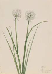 Noordelijke ui Allium sibiricum, 1920