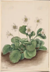 Oconee klokken (Shortia galacifolia)
