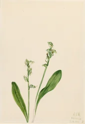 Eenbladige orchidee (Habenaria obtusata)