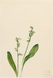 One-Leaf-Bog-Orchid Habenaria obtusata