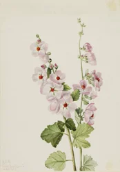 Oranje-ooggloemkruid (Sphaeralcea davidsonii)