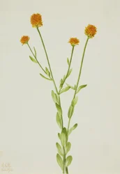 Oranje Polygala Polygala lutea, 1926