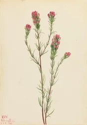 Uilenklaver (Orthocarpus tenuifolius)