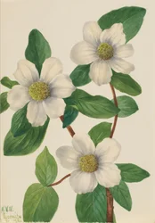 Pacifische kornoelje Cornus nuttallii