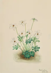 Viooltje Viola pedata