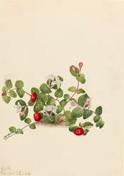 Partridgeberry Mitchella repens, 1925