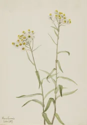 Pareleverlasting Anaphalis margaritacea
