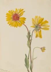 Meerjarige Gaillardia (Gaillardia aristata)