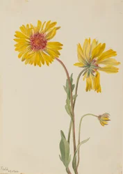 Vaste Gaillardia Gaillardia aristata, 1904