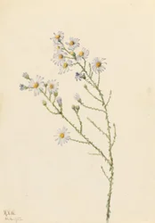 Pineland Aster (Aster squarrosus)
