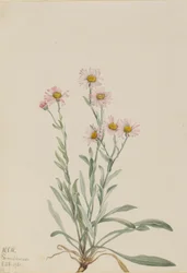 Roze vlambloem (Erigeron caespitosus)