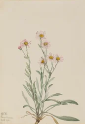 Roze vlooienkruid, 1921