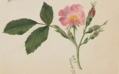 Roze Roos, 1875