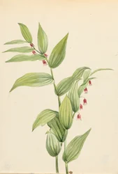 Roze gedraaide stengel Streptopus curvipes