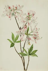 Azalea roze dop (Azalea vaseyi)