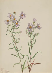 Prairieaster (Aster campestris)