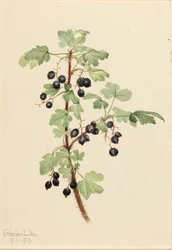 Kleine aalbes (Ribes lacustre)