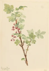 Stekelige Bes Ribes lacustre, 1917