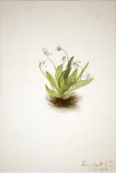 Primula viooltje (Viola primulifolia)