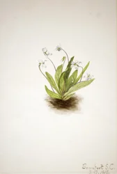 Primula Viooltje Viola primulifolia, 1918