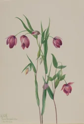 Paarse lampion (Calochortus anoenum)
