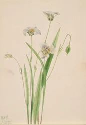 Kattenoren, Calochortus elegans, 1923.