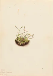 Pygmee Androsace Androsace subumbellata, 1921
