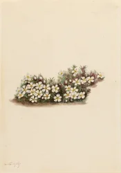Pyxie (Pyxidanthera barbulata)