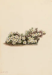 Pyxie Pyxidanthera barbulata, 1919