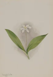 Dotterbloem (Clintonia uniflora)
