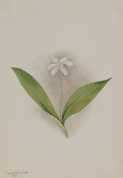 Queencup Clintonia uniflora, 1902