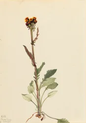 Stralingsloze kruiskruid Senecio pauciflorus, 1921