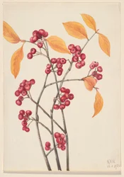 Rode appelbes (Aronia arbutifolia)