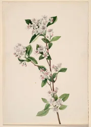 Rode appelbes (Aronia arbutifolia)